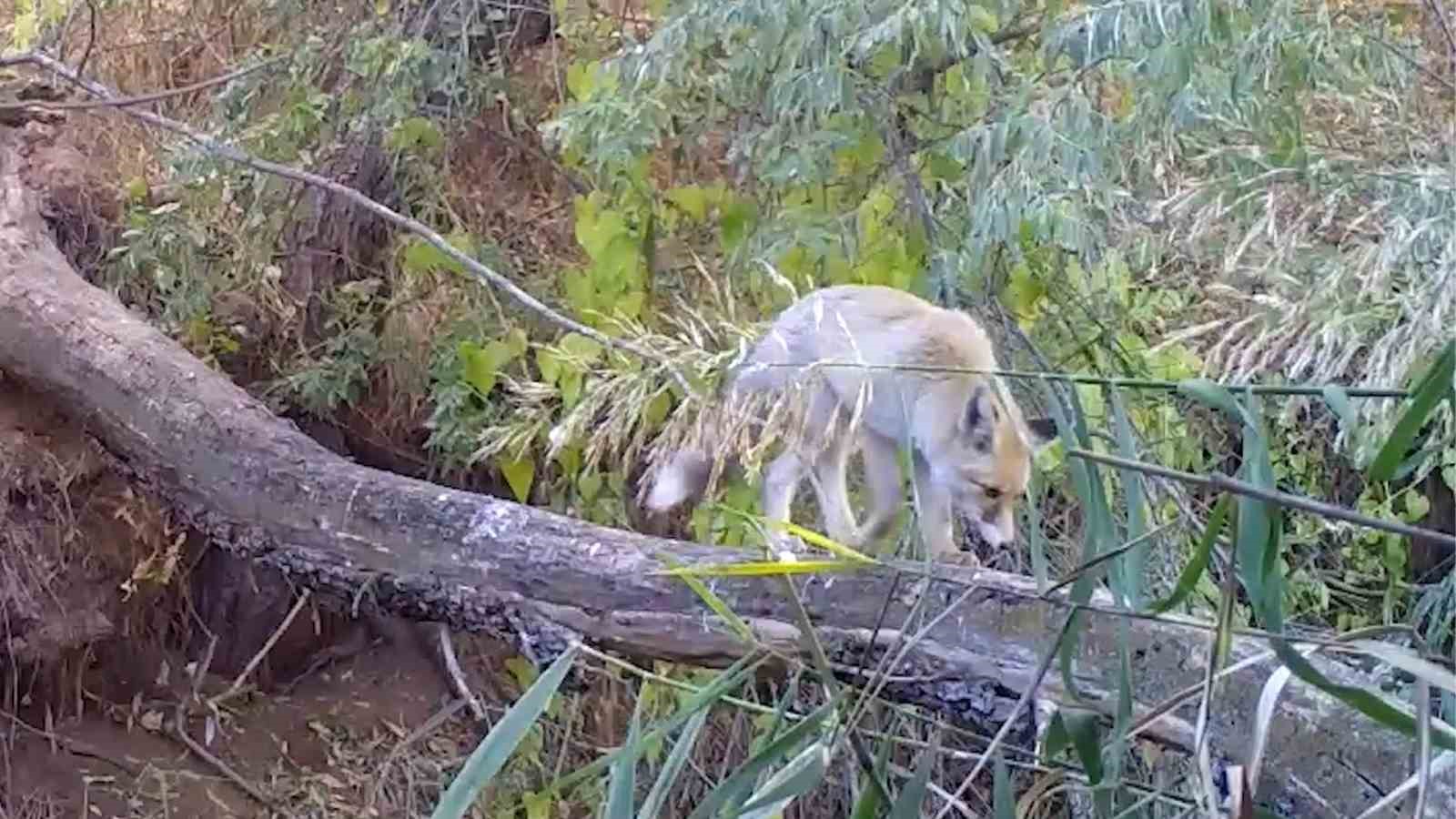 Bozkırın yaban hayvanları doğal yaşamlarında görüntülendi