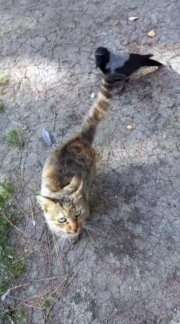 Yozgat’ta karganın kedi ile oyunu kameralara yansıdı