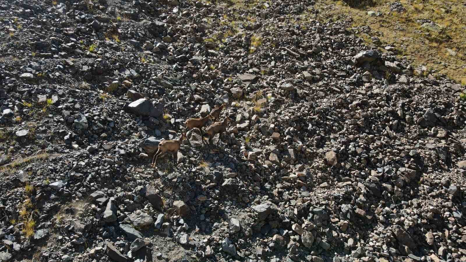 21 yaban keçisi yaklaşık bir yıl boyunca uydu verileriyle izlendi: Takip boyunca pek çok veri ortaya çıktı