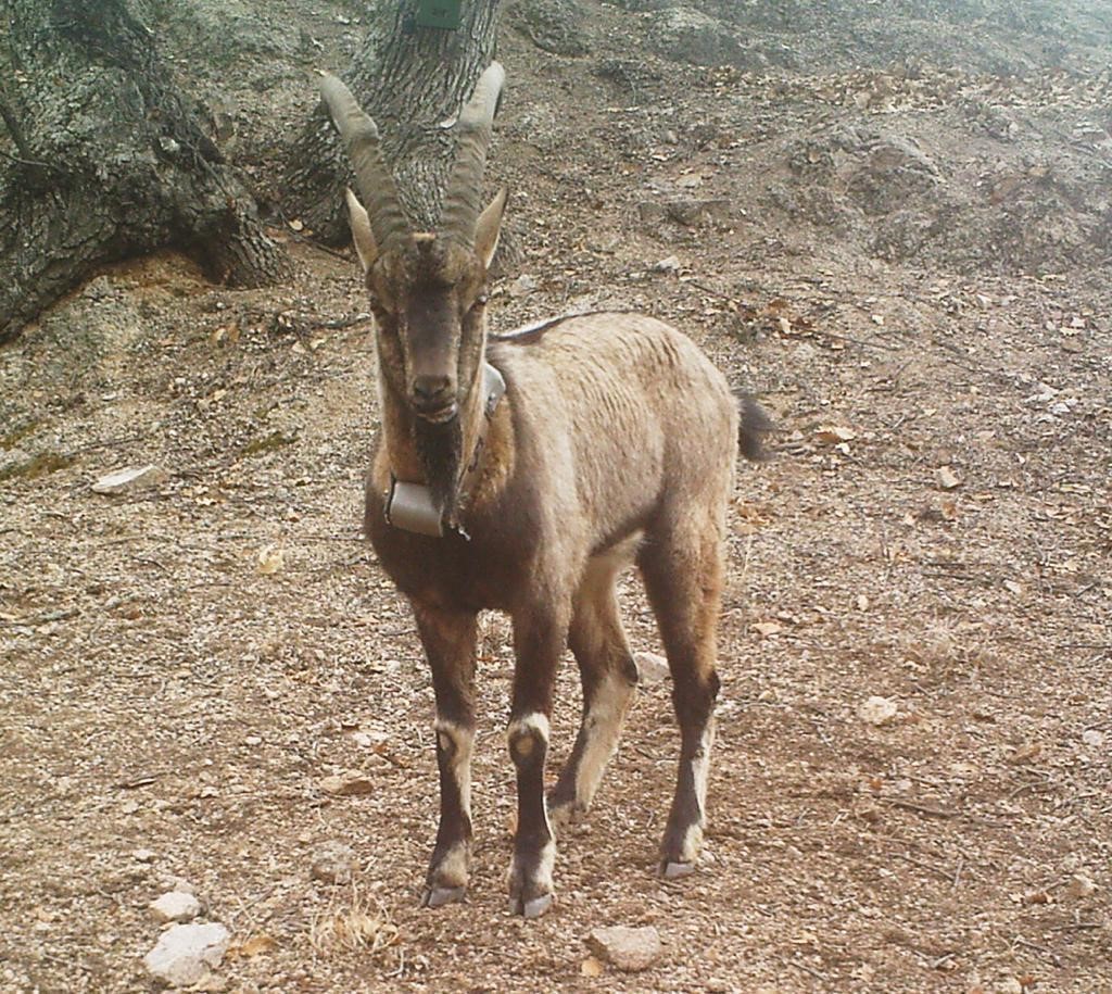 21 yaban keçisi yaklaşık bir yıl boyunca uydu verileriyle izlendi: Takip boyunca pek çok veri ortaya çıktı