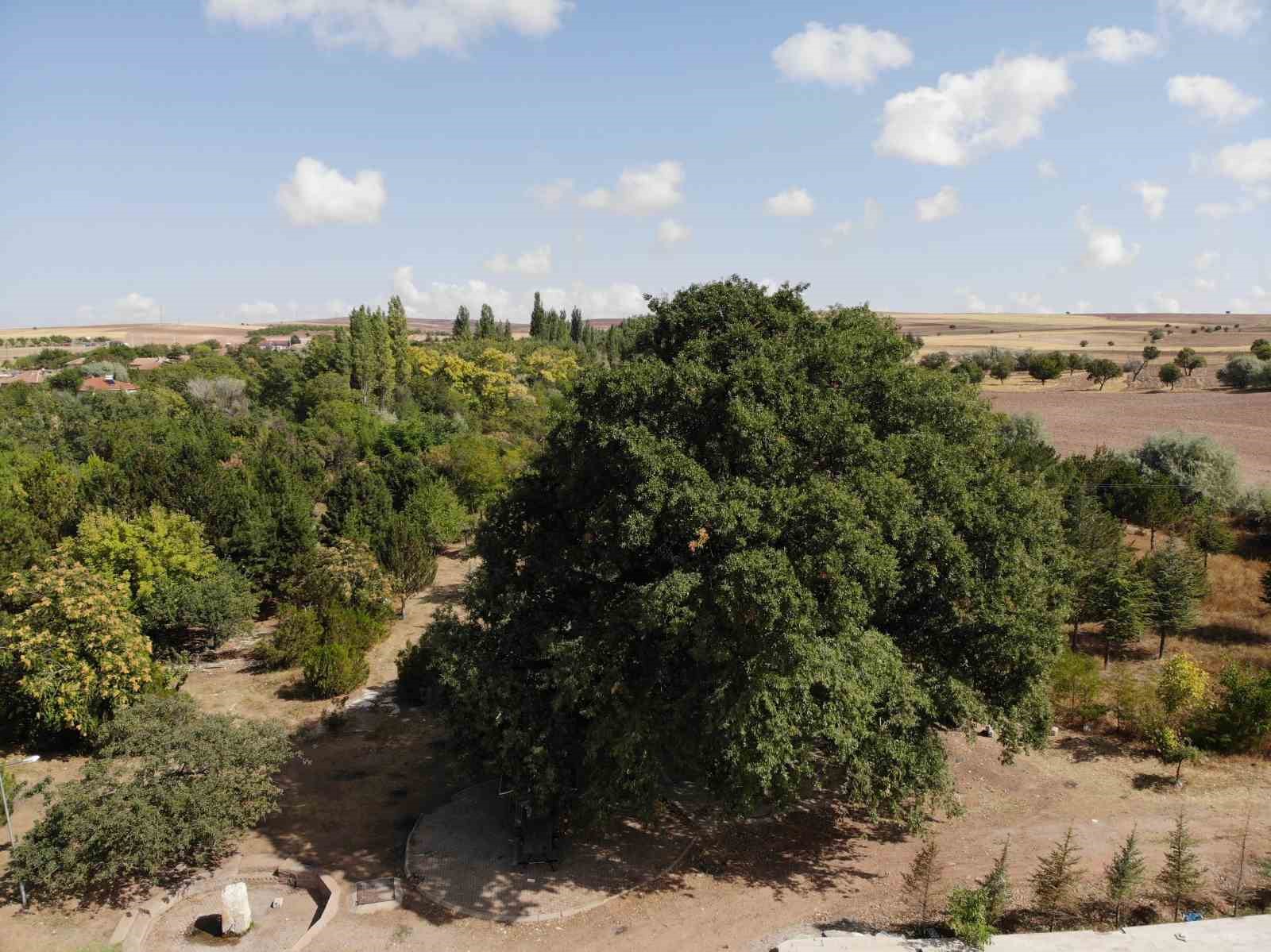 700 yıllık meşe ağacı tescillendi