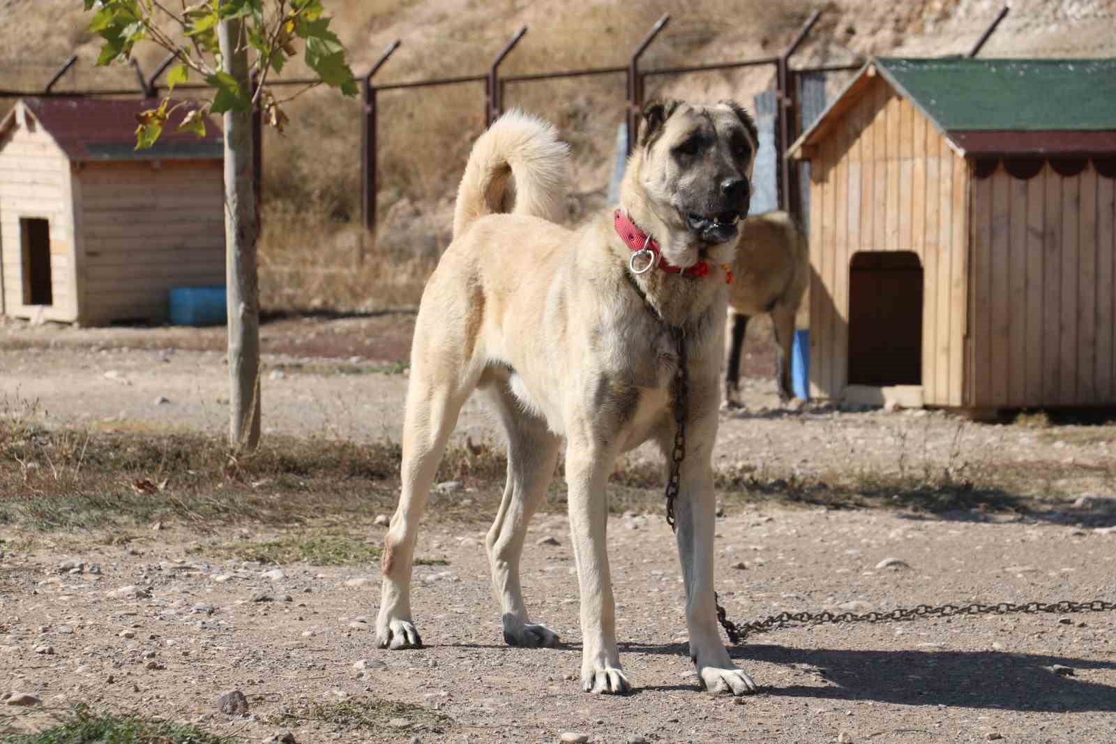 Dünyanın en sadık ve en cesur sürü koruma köpeği