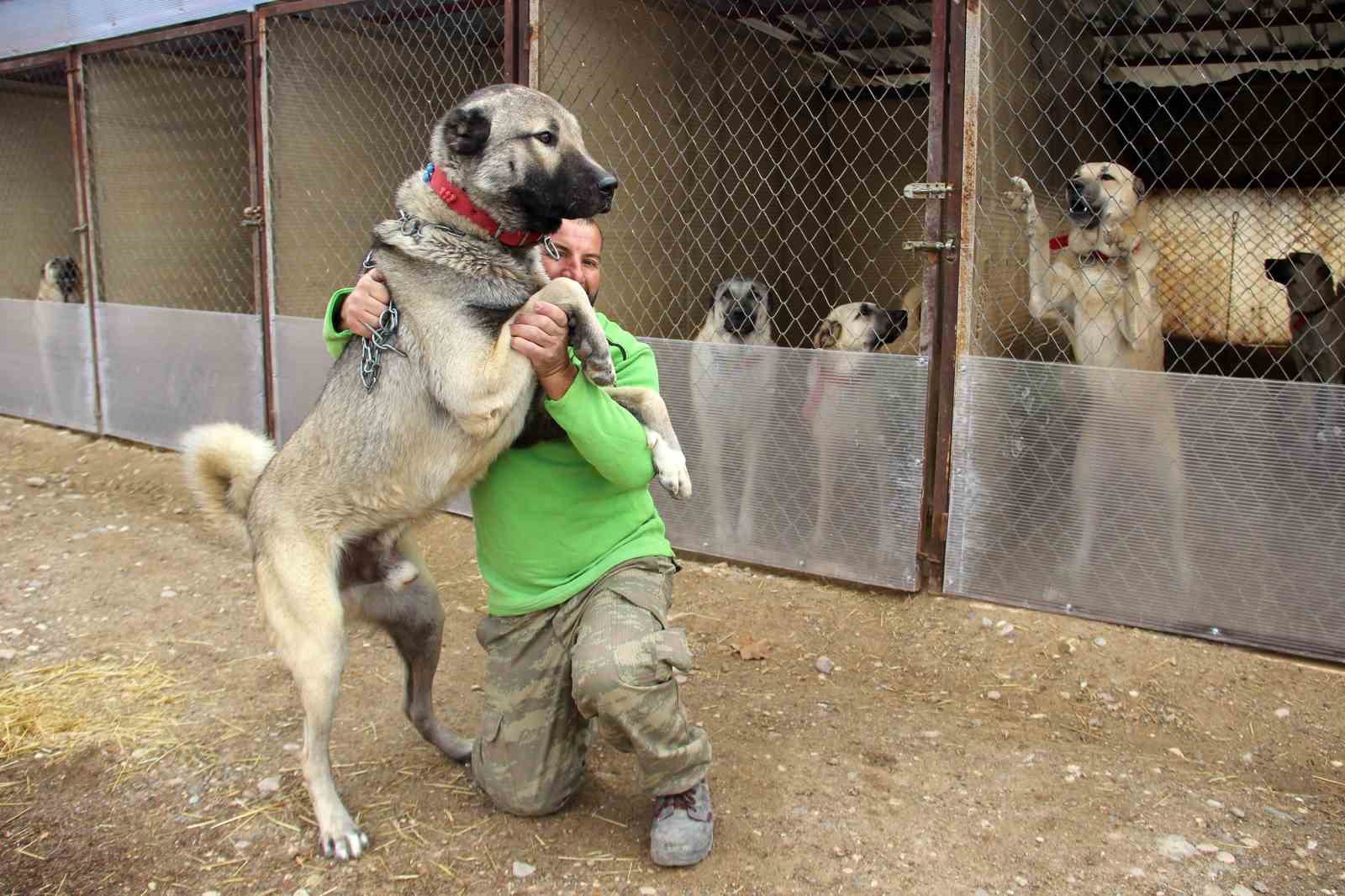 Dünyanın en sadık ve en cesur sürü koruma köpeği