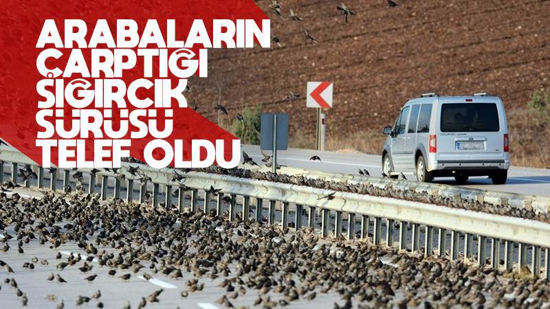 Arabaların çarptığı sığırcık sürüsü telef oldu!