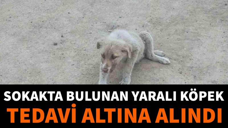 Sokakta bulunan yaralı köpek tedavi altına alındı