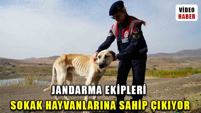 Jandarma ekipleri sokak hayvanlarına sahip çıkıyor