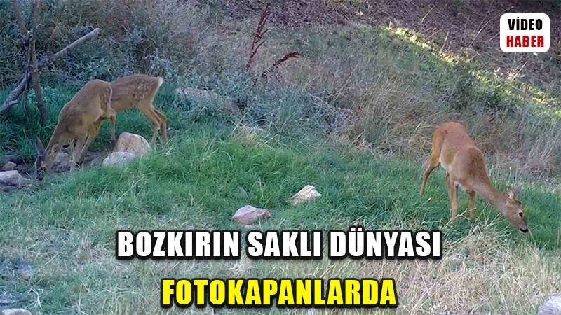 Bozkırın yaban hayvanları doğal yaşamlarında görüntülendi