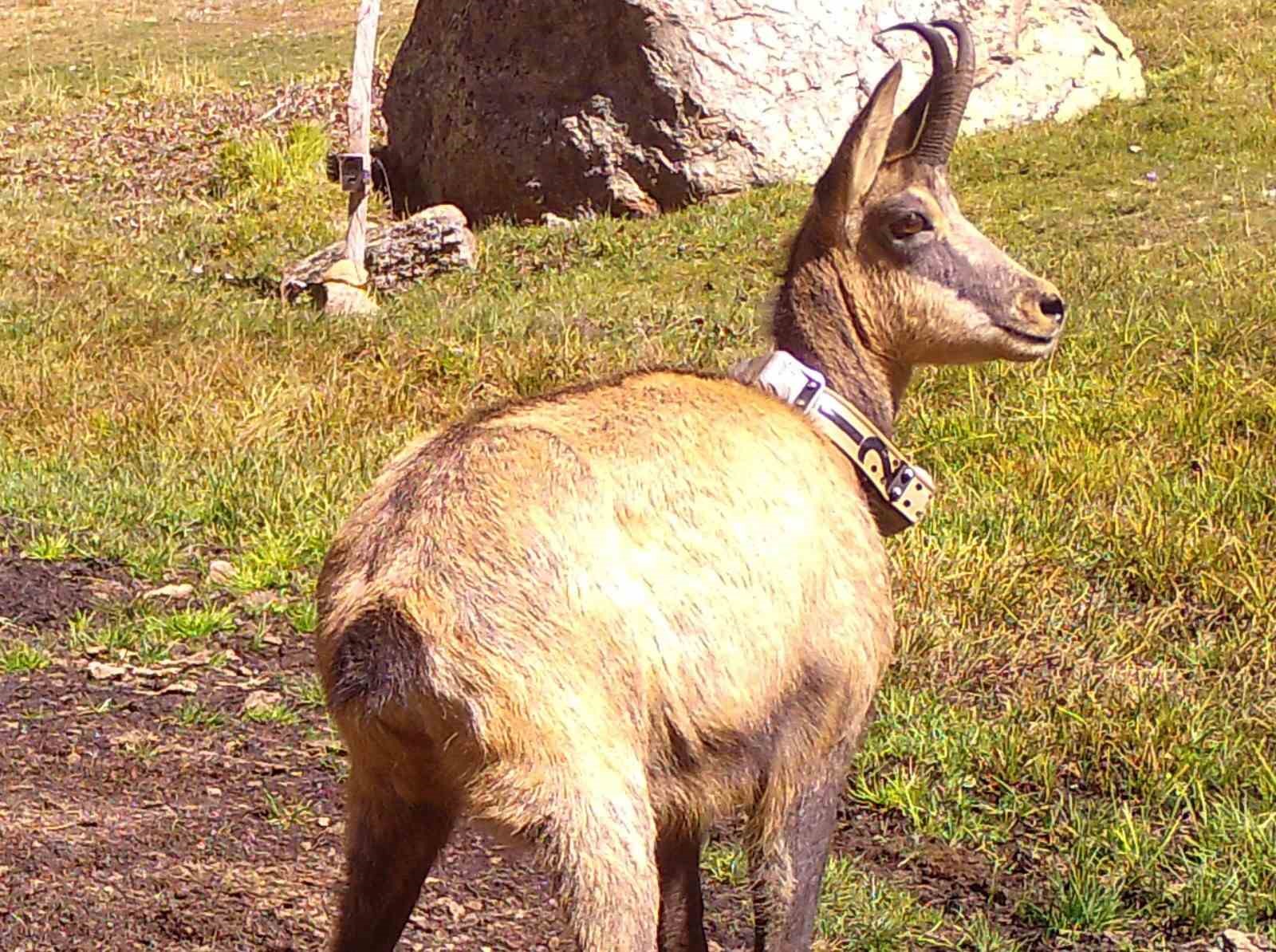 21 yaban keçisi yaklaşık bir yıl boyunca uydu verileriyle izlendi: Takip boyunca pek çok veri ortaya çıktı