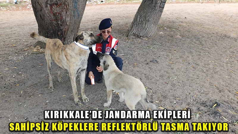Jandarma ekipleri sahipsiz köpeklere reflektörlü tasma takıyor
