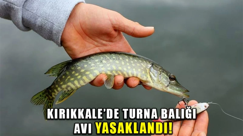 Kırıkkale’de Turna balığı avı yasaklandı!