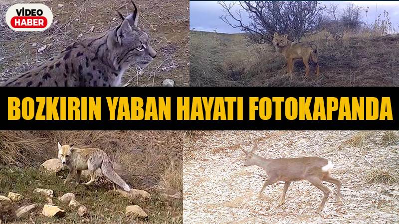 Bozkırın yaban hayatı fotokapanda