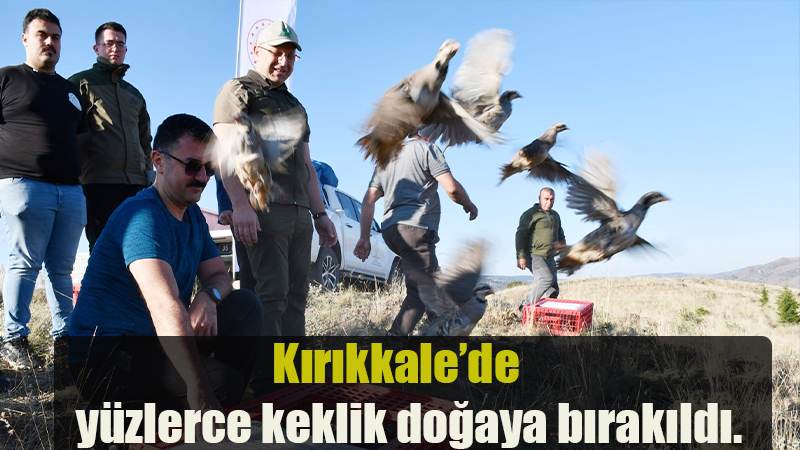 Kırıkkale'de yüzlerce keklik doğaya bırakıldı.