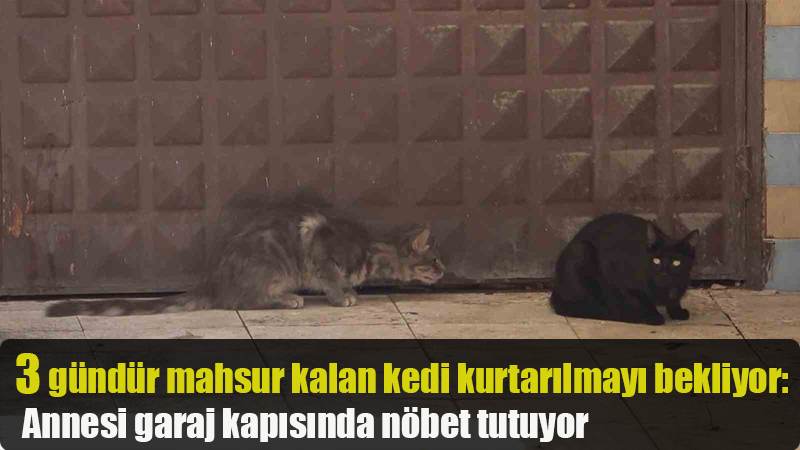 3 gündür mahsur kalan kedi kurtarılmayı bekliyor: Annesi garaj kapısında nöbet tutuyor