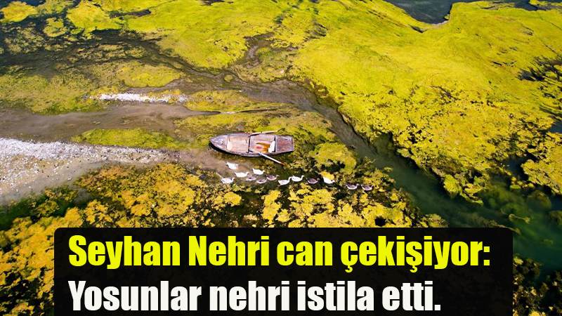 Seyhan Nehri can çekişiyor: Yosunlar nehri istila etti.