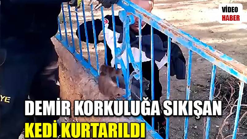 Demir korkuluğa sıkışan kedi kurtarıldı