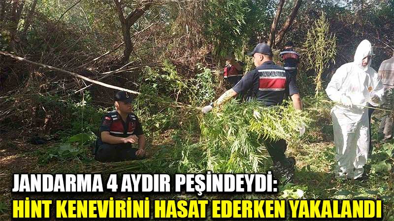 Jandarma 4 aydır peşindeydi: Hint kenevirini hasat ederken yakalandı