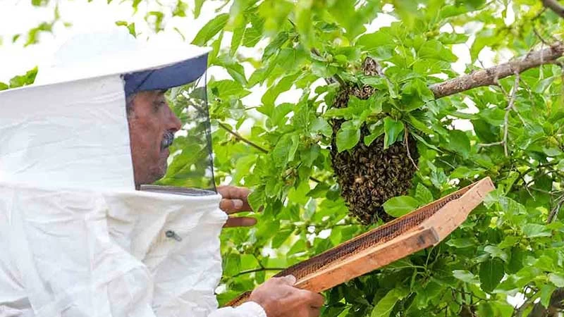 KIRIKKALE’DE ARILAR OĞUL VERDİ, EKİPLERCE ALINDI