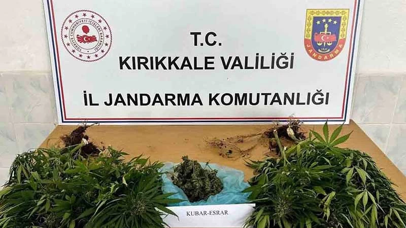 BAHÇESİNE KAÇAK KENEVİR EKTİ, JANDARMA YAKALADI!