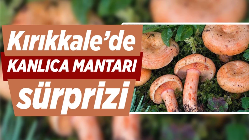 Kırıkkale’de kanlıca mantarı sürprizi