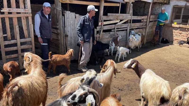Bahşılı’da küçükbaş hayvanlar aşılanıyor