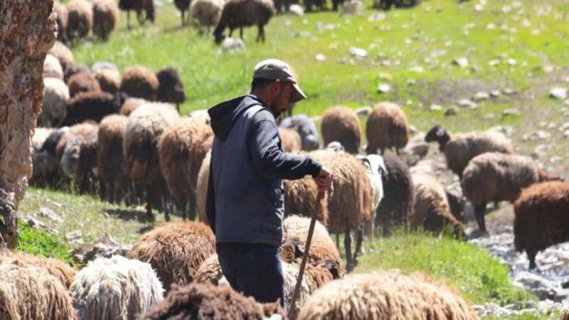 Kırıkkale’nin çoban sorununa neşter vuruldu