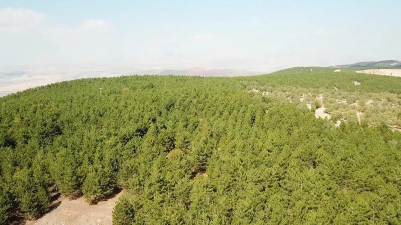 Kırıkkale’de doğadaki büyük tehlike! Canınızdan olabilirsiniz