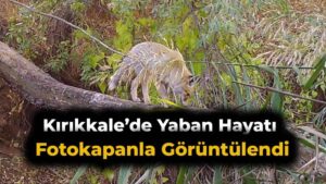 Kırıkkale’de yaban hayatı fotokapanla görüntülendi
