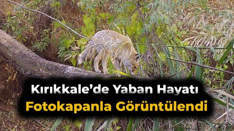 Kırıkkale’de yaban hayatı fotokapanla görüntülendi