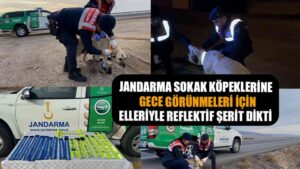 Jandarma sokak köpeklerine gece görünmeleri için elleriyle reflektif şerit dikti