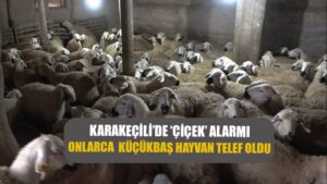 İlçede ’çiçek’ alarmı: Onlarca küçükbaş hayvan telef oldu, diğerleri karantinaya alındı