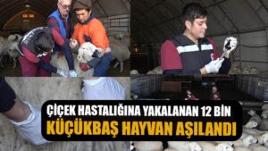 Çiçek hastalığından 150 tanesi telef olmuştu: Karantinaya alınan 12 bin küçükbaş hayvan aşılanıyor