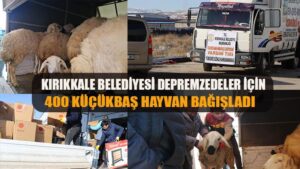 Tek Tek Toplanan Koyunlar Depremzedelere Ulaşacak