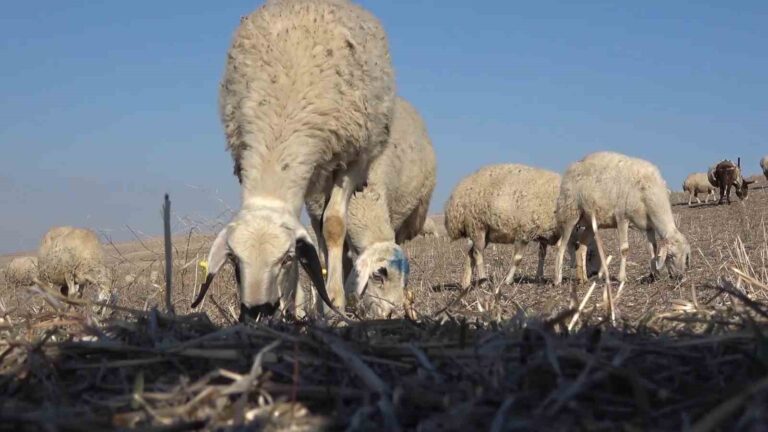 Uzmanından şap varyantı uyarısı: “Çok hızlı bir şekilde bulaşıyor”