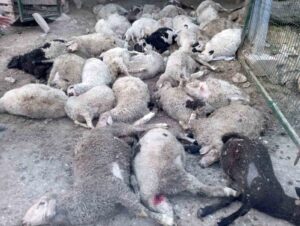 Ankara’da sokak köpekleri saldırısı: 40 kuzu telef oldu