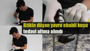 Bitkin düşen yavru ebabil kuşu tedavi altına alındı