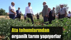 Ata tohumlarından organik tarım yapıyorlar