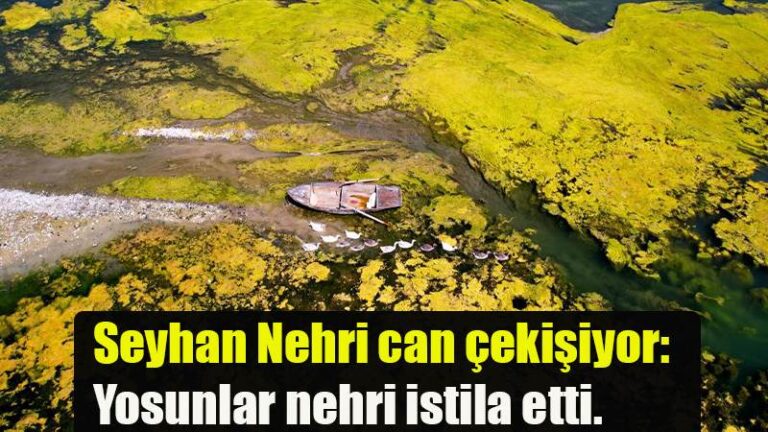 Seyhan Nehri can çekişiyor: Yosunlar nehri istila etti.