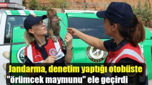 Jandarma, denetim yaptığı otobüste “örümcek maymunu” ele geçirdi