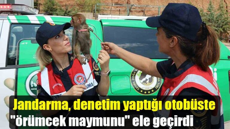 Jandarma, denetim yaptığı otobüste “örümcek maymunu” ele geçirdi