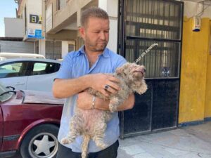 Ankara’da pitbull dehşeti: Evcil hayvanın çenesini kopardı
