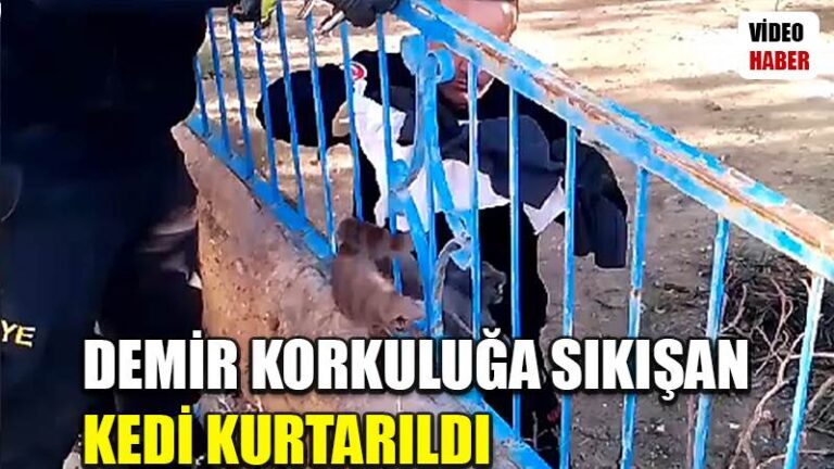Demir korkuluğa sıkışan kedi kurtarıldı