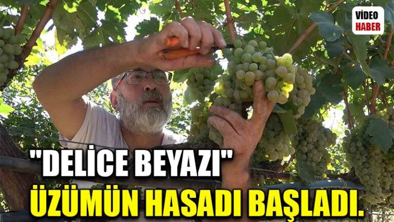 “Delice beyazı” üzümün hasadı başladı: 3 dönüm bağdan 8 ton çıktı, 240 bin liraya sattı