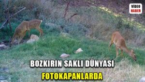 Bozkırın yaban hayvanları doğal yaşamlarında görüntülendi