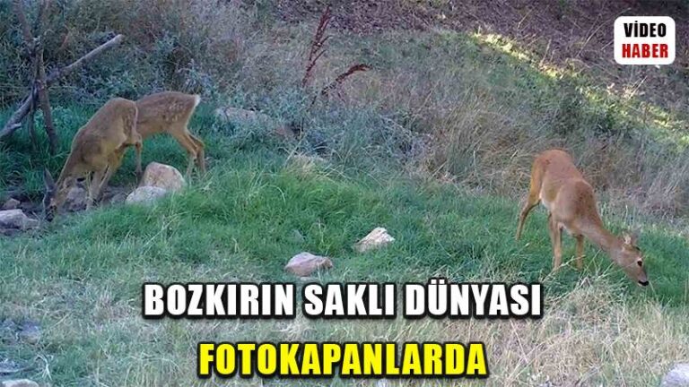 Bozkırın yaban hayvanları doğal yaşamlarında görüntülendi