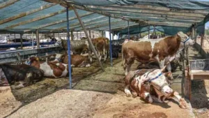 KIRIKKALE’DE KURBAN KESİM YERLERİ BELLİ OLDU