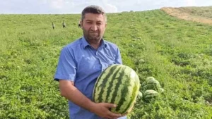 FAHİŞ FİYATLARA İNAT KİLOSU 5 TL