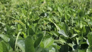 KIRIKKALE’DE BİR İLK YAŞANDI! SOYA FASULYESİ HASADI BAŞLADI