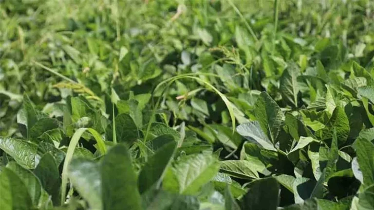 KIRIKKALE’DE BİR İLK YAŞANDI! SOYA FASULYESİ HASADI BAŞLADI