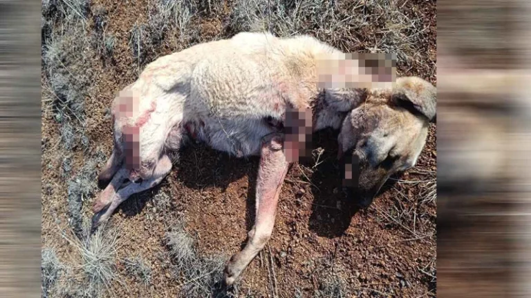 Kırıkkale’de köpek vahşeti!