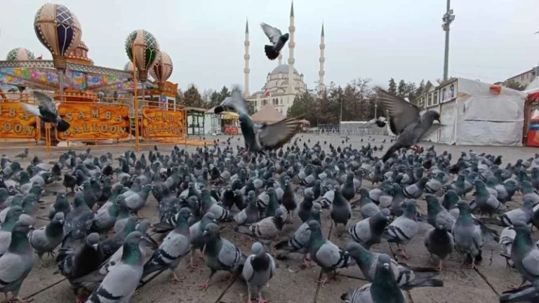 Kırıkkale’de soğuk hava, meydanı kuşlara bıraktı